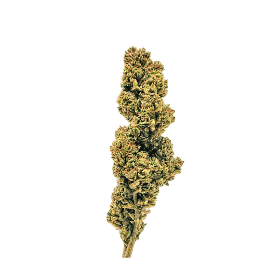 Fleur Lementos