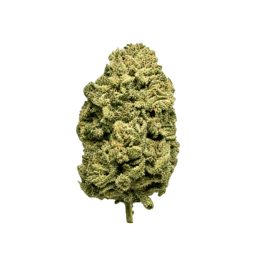 Fleur Shiva
