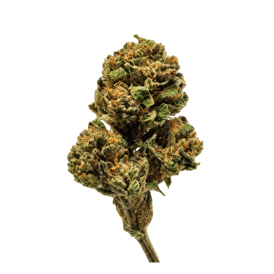 Fleur Tropical Bliss #24