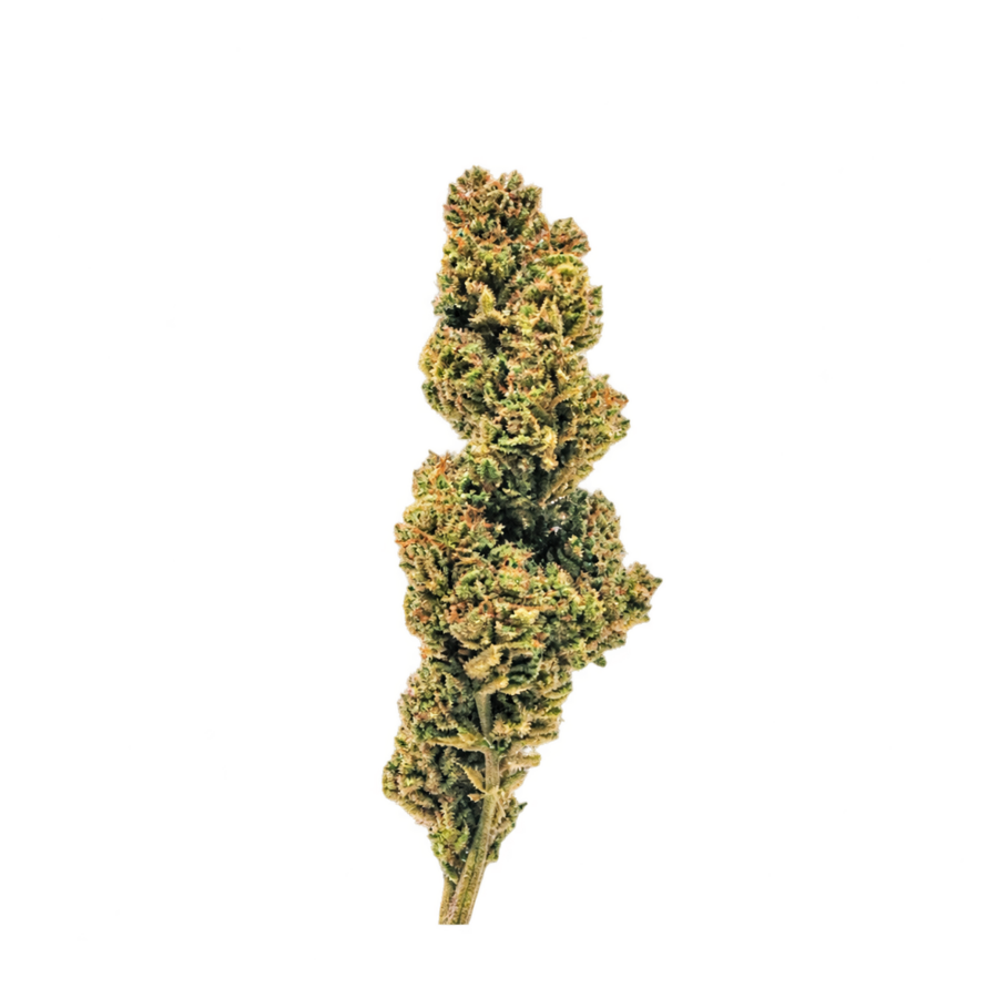 Fleur Lementos